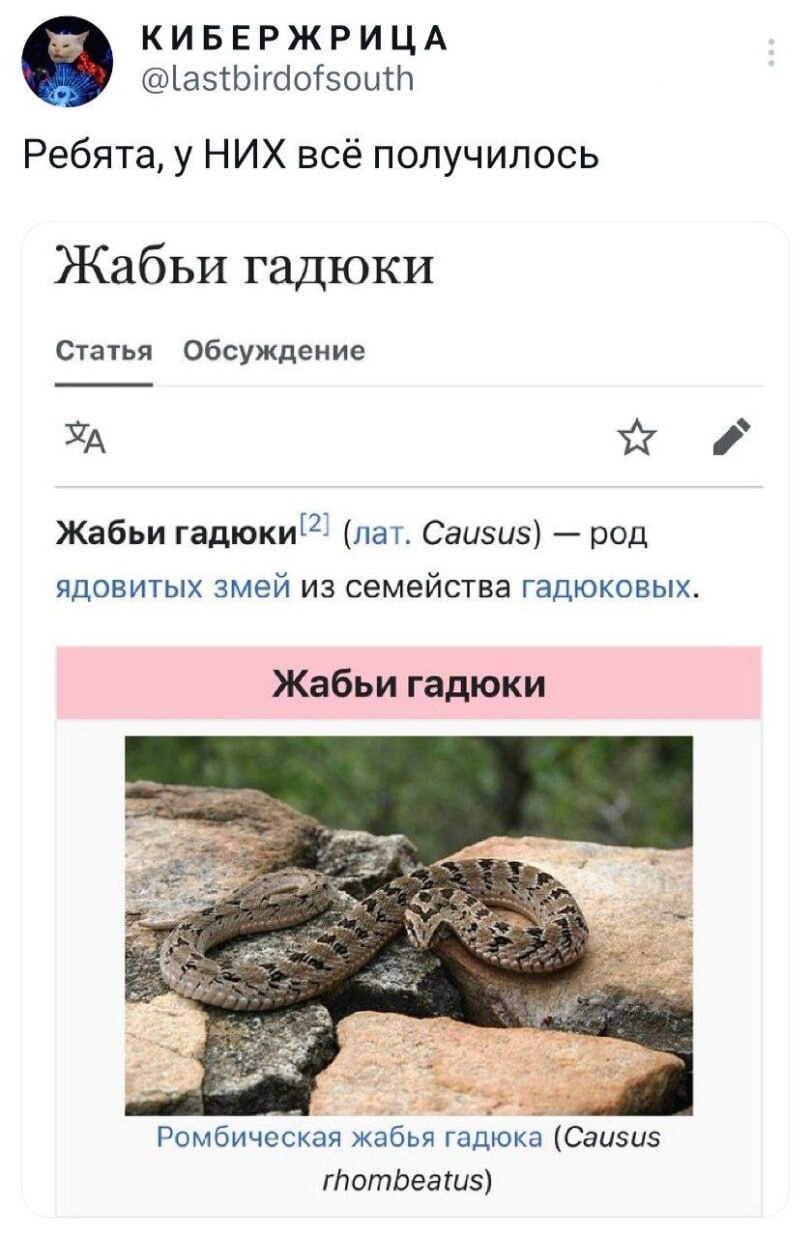КИБЕРЖРИЦА @lastbirdofsouth Ребята, у НИХ всё получилось Жабьи гадюки Статья Обсуждение Жабьи гадюки" (лат. Causus) род ядовитых змей из семейства гадюковых. Жабьи гадюки Ромбическая жабья гадюка (Саи