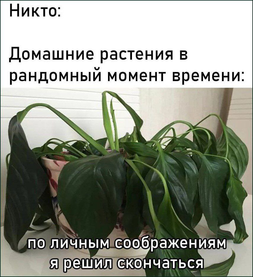 Никто: Домашние растения в рандомный момент времени А 4 no ражениям скончаться