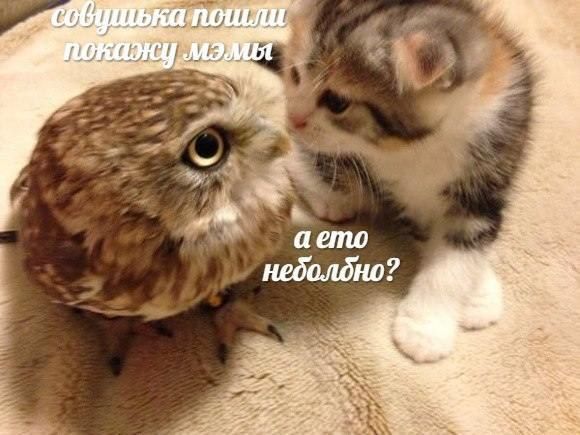 аето