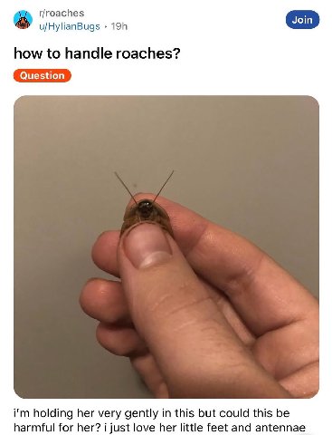 r/roaches u/HylianBugs how to handle roaches? Question holding her very gently in this but could this be harmful for her? i just love her little feet and antennae