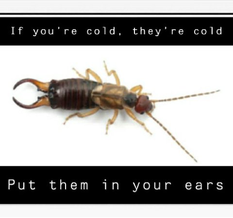 If you’re cold, they’re cold Put them in your ears