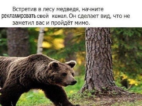 Встретив в лесу медведя, начните рекламировать свой канал. Он сделает вид, что не заметил вас и пройдёт мимо.