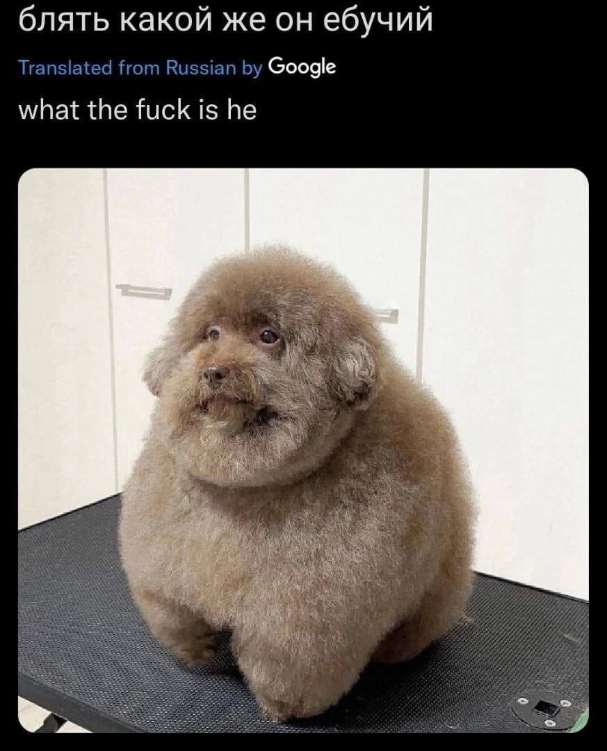 6 лять какой же он ебучий Translated inslated from Russian Google what the fuck is he a 2% У у 1