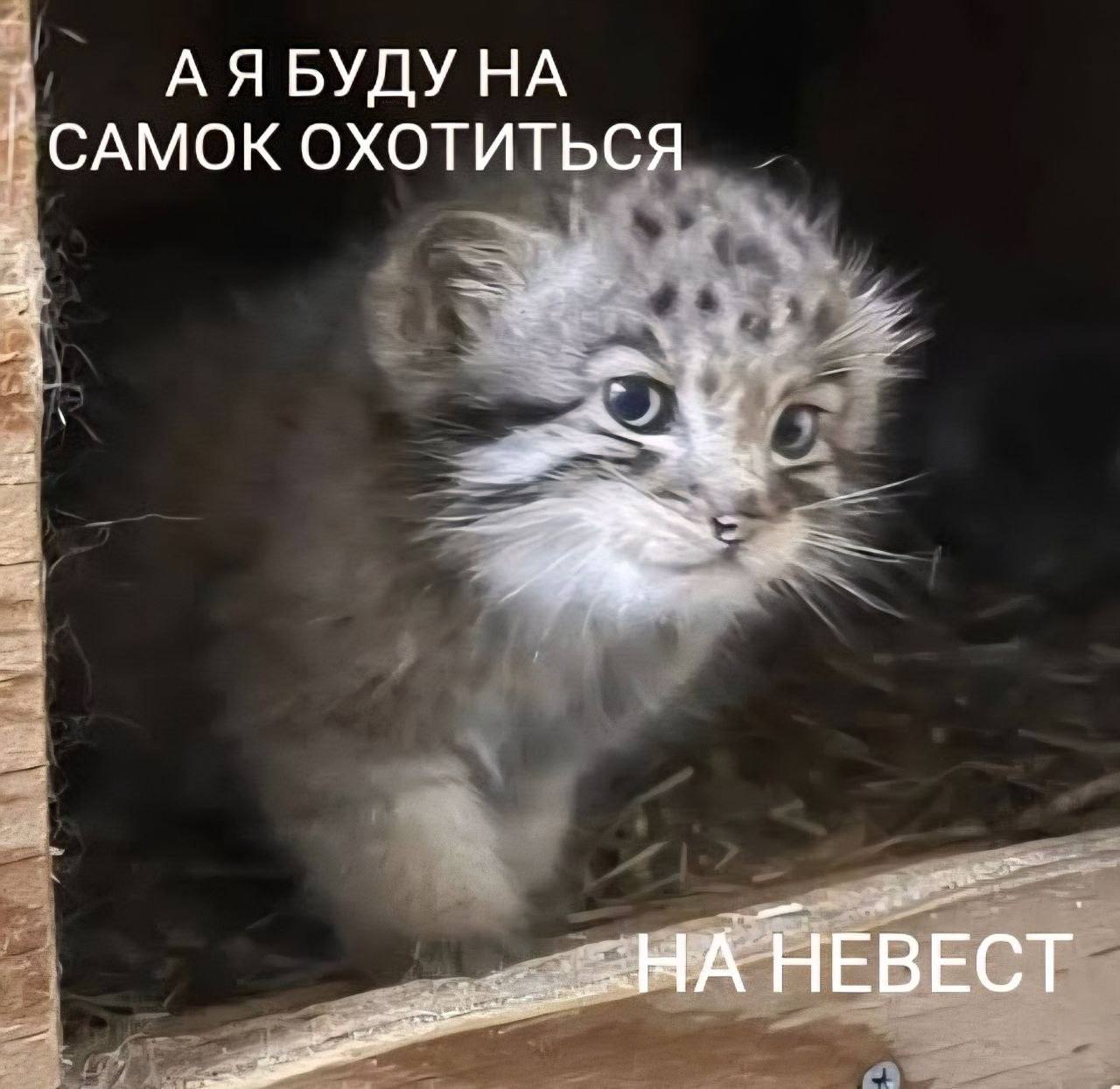 САМОК ОХОТИТЬСЯ НЕВЕСТ