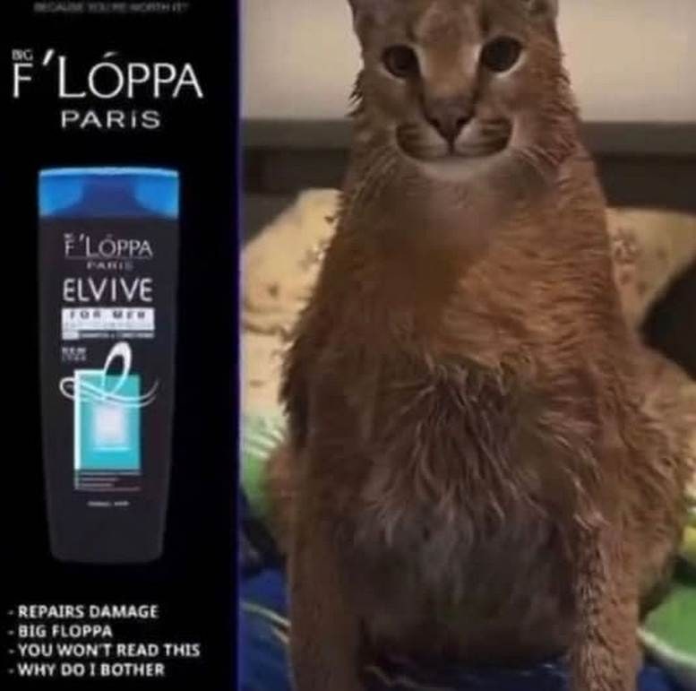 F’LOPPA PARIS ‘LOPPA ELVIVE REPAIRS DAMAGE BIG FLOPPA YOU WON'T READ THIS WHY I BOTHER
