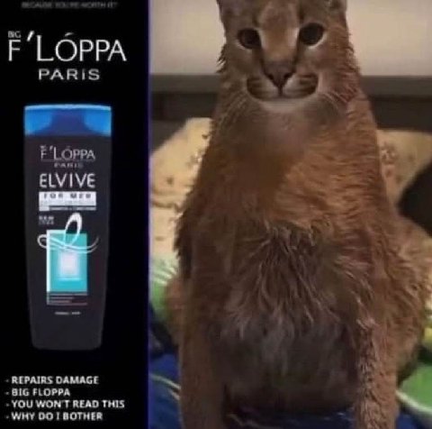 F’LOPPA PARIS ‘LOPPA ELVIVE REPAIRS DAMAGE BIG FLOPPA YOU WON'T READ THIS WHY I BOTHER