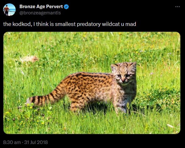 Bronze Age Pervert @bronzeagemantis the kodkod, think is smallest predatory wildcat mad 7 fer, у 2 А i 4 8:30 31 Jul 2018