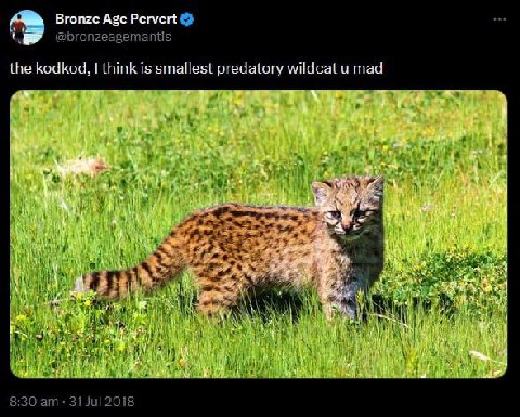 Bronze Age Pervert @bronzeagemantis the kodkod, think is smallest predatory wildcat mad 7 fer, у 2 А i 4 8:30 31 Jul 2018