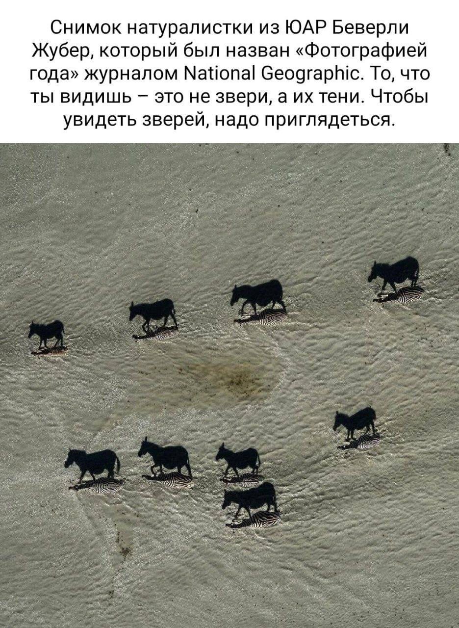 Снимок натуралистки из ЮАР Беверли Жубер, который был назван «Фотографией года» журналом National Geographic. То, что ты видишь это не звери, а тени. Чтобы увидеть зверей, надо приглядеться.