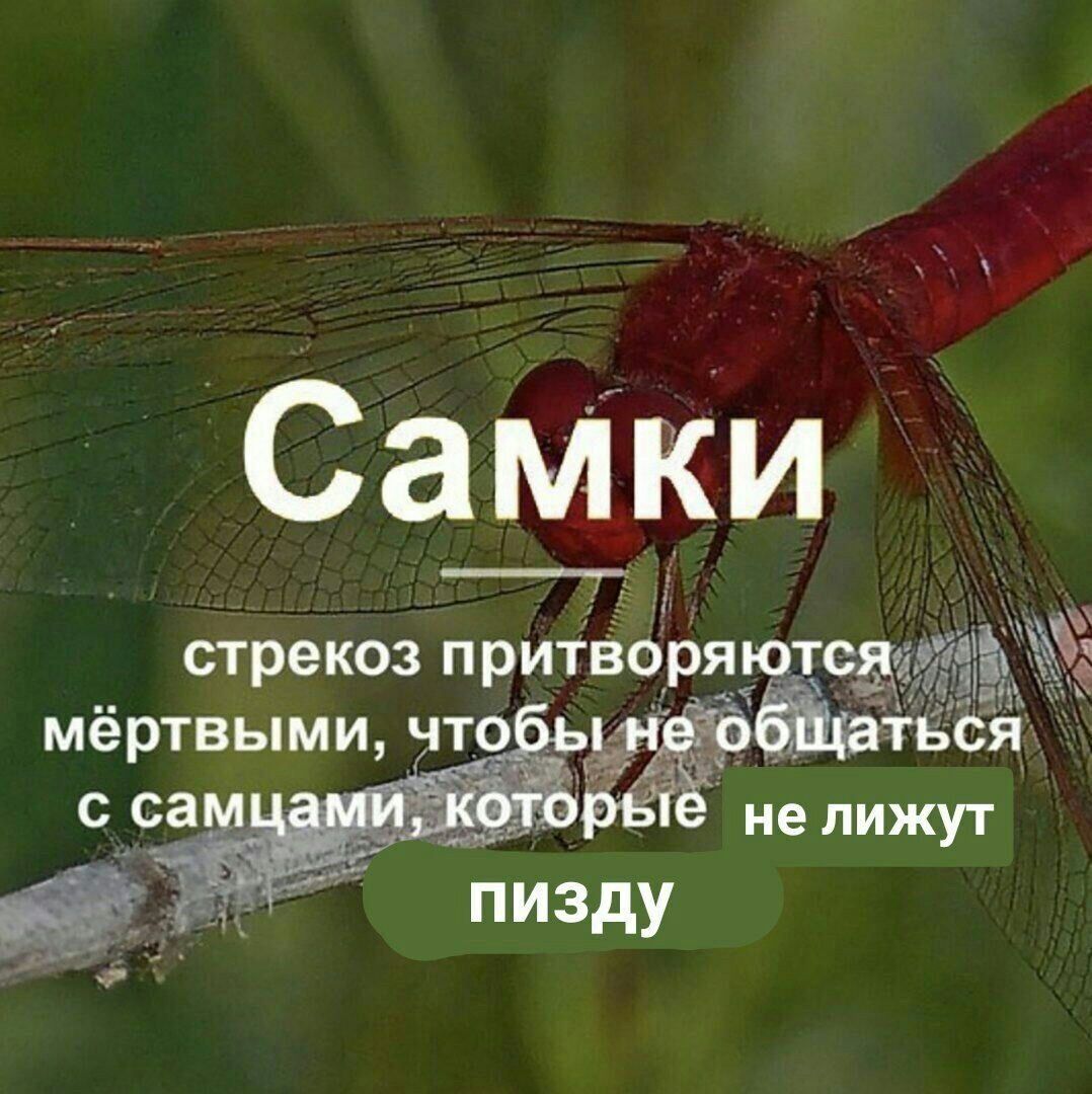 Самки стрекоз притворяются мёртвыми, чтобы не общаться с самцами, которые не лижут пизду