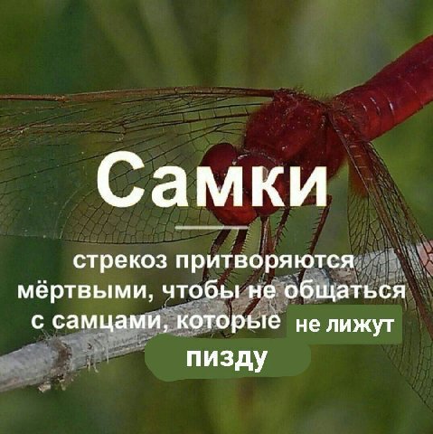 Самки стрекоз притворяются мёртвыми, чтобы не общаться с самцами, которые не лижут пизду
