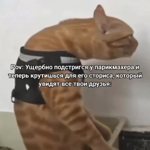 Роу: Ущербно подстригся\у/парикмахераи теперь крутишься`для‹его/сториса, который » Увидятвсетвои друзья: | увидят всетвой ‘друзья: .