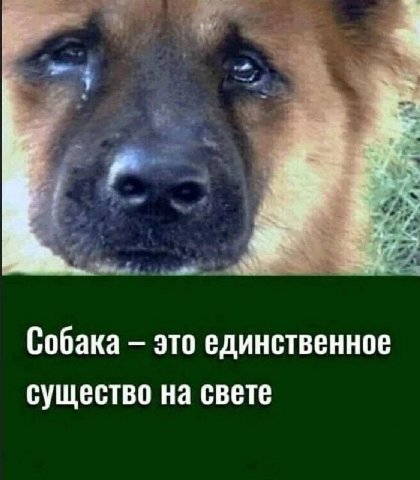 Собака это единственное существо на свете