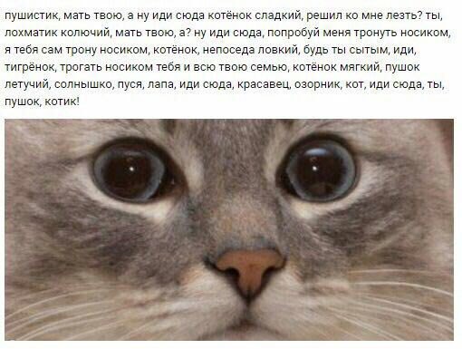 пушистик, мать твою, а ну иди сюда котёнок сладкий, решил мне лезть? ты, лохматик колючий, мать твою, а? ну иди сюда, попробуй меня тронуть носиком, я тебя сам трону носиком, котёнок, непоседа ловкий,