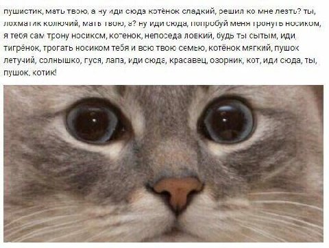 пушистик, мать твою, а ну иди сюда котёнок сладкий, решил мне лезть? ты, лохматик колючий, мать твою, а? ну иди сюда, попробуй меня тронуть носиком, я тебя сам трону носиком, котёнок, непоседа ловкий,