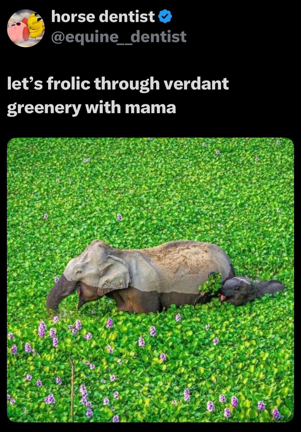 horse dentist let’s frolic through verdant greenery with mama at