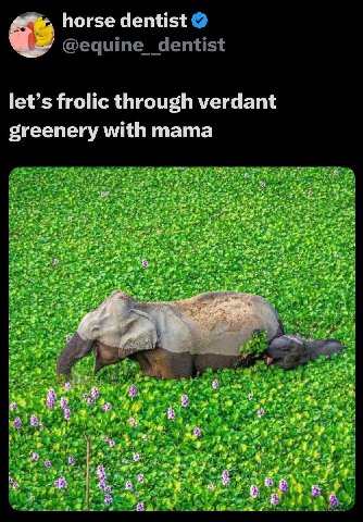 horse dentist let’s frolic through verdant greenery with mama at