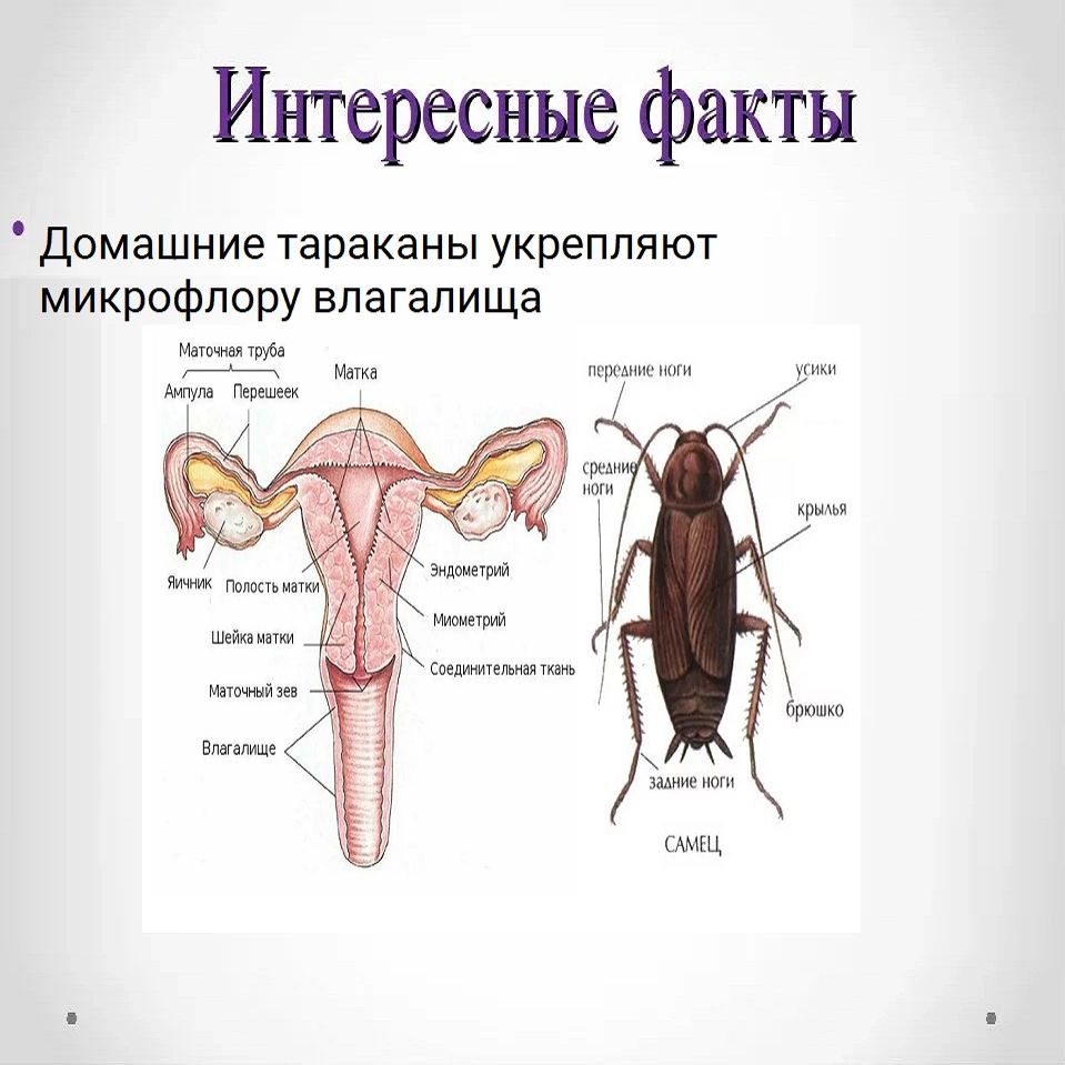 Интересные факты Домашние тараканы укрепляют микрофлору влагалища Маточная труба персание ноги крылья Полость Эндометрий Миометрий Шейка матки ткань, маточный зев брюшко Влагалище залние ноги САМЕЦ,