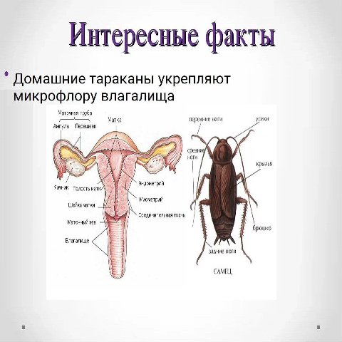Интересные факты Домашние тараканы укрепляют микрофлору влагалища Маточная труба персание ноги крылья Полость Эндометрий Миометрий Шейка матки ткань, маточный зев брюшко Влагалище залние ноги САМЕЦ,