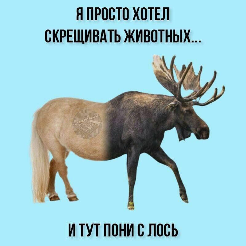 Я ПРОСТО ХОТЕЛ СКРЕЩИВАТЬ ЖИВОТНЫХ... 7) К И ТУТПОНИ С ЛОСЬ
