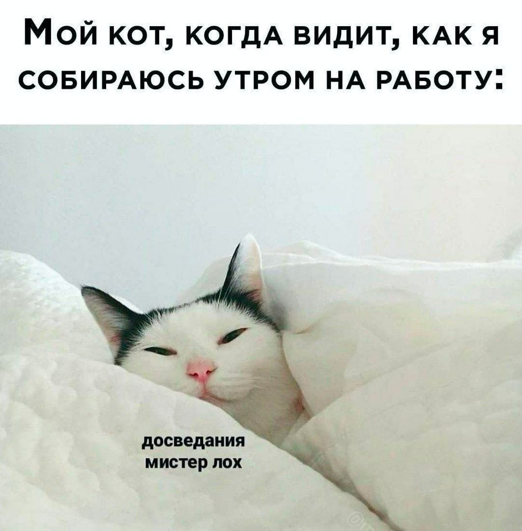 Мой КОТ, КОГДА ВИДИТ, КАК Я СОБИРАЮСЬ УТРОМ НА РАБОТУ. досведания мистер лох