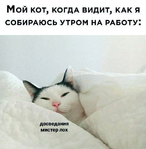 Мой КОТ, КОГДА ВИДИТ, КАК Я СОБИРАЮСЬ УТРОМ НА РАБОТУ. досведания мистер лох