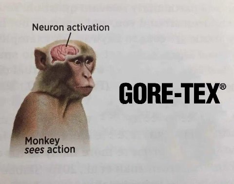 Neuron activation Я Monkey action