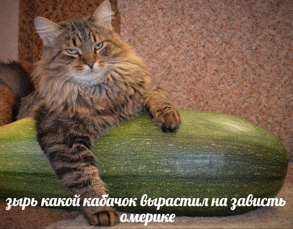 зырь какой кадачок вырастил на зависть о.мерике