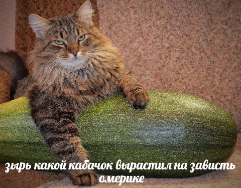 зырь какой кадачок вырастил на зависть о.мерике
