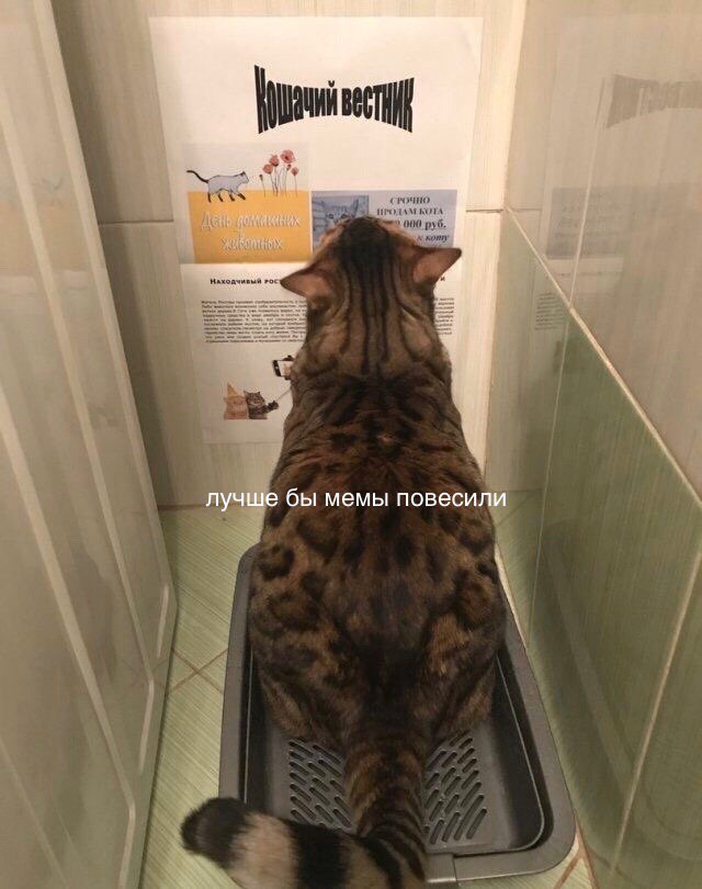 it лучше бы мемы повесили