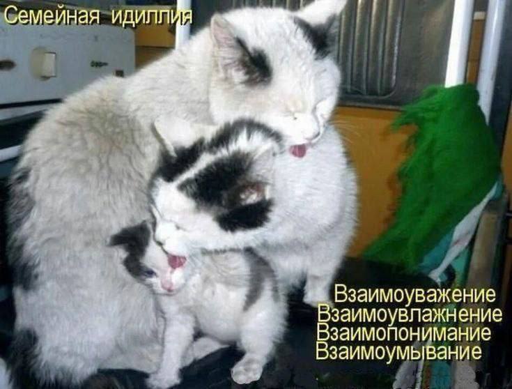 Семейная идиллия “A 7 а Взаимоуважение Взаимопонимание заимоувлажнение Взаимоумывание
