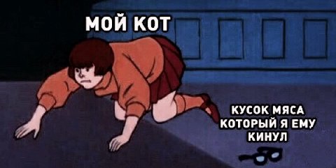 МОЙ КОТ КУСОК МЯСА КОТОРЫЙ Я ЕМУ КИНУЛ