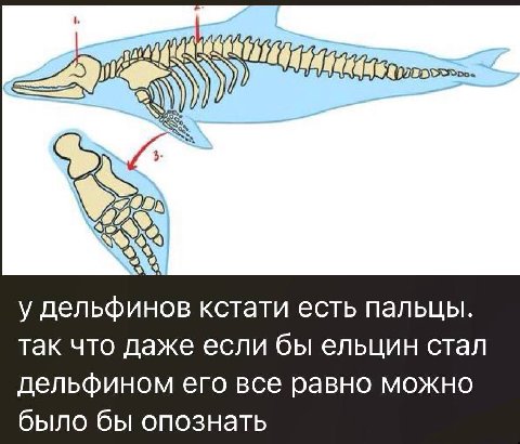 у дельфинов кстати есть пальцы. так что даже если бы ельцин стал дельфином его все равно можно было бы опознать