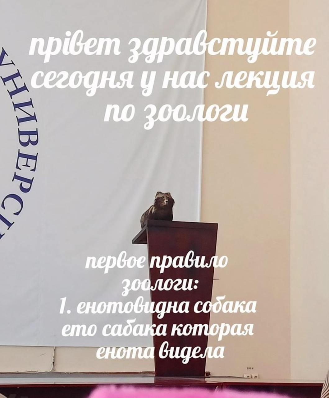 пр@ет зар сегодня у wie) nepboe правило 1. енотовидна собака ето cadaka которая