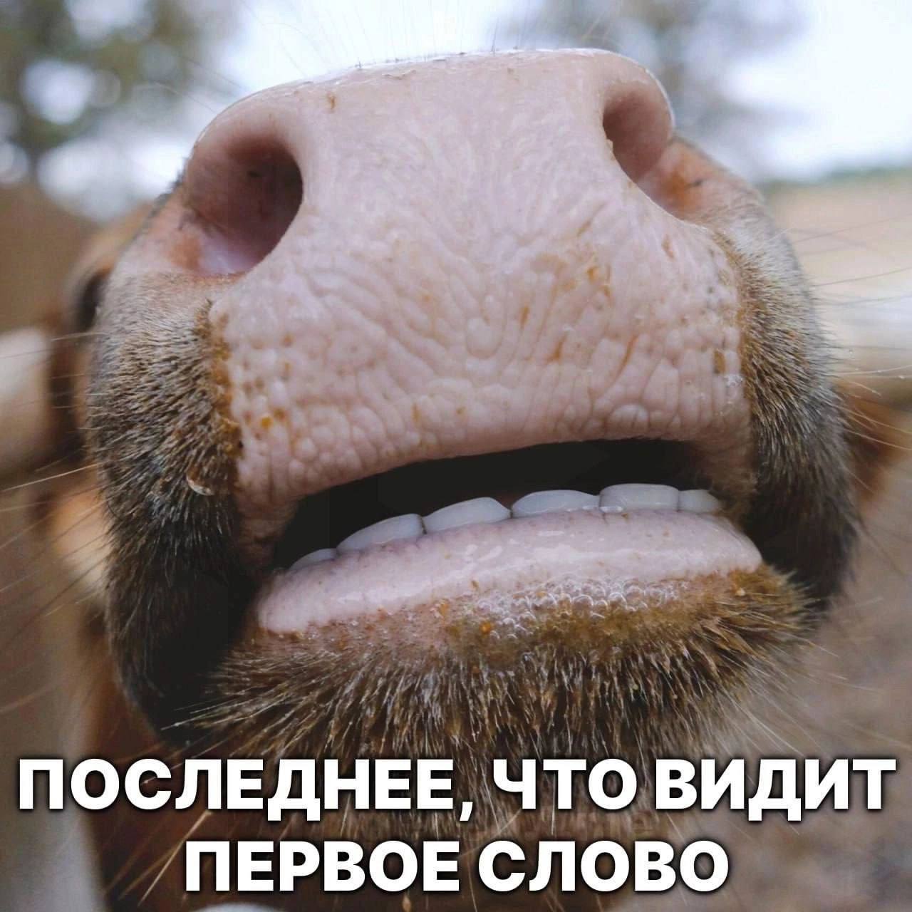ПОСЛЕДНЕЕ, ЧТО ВИДИТ ПЕРВОЕ СЛОВО