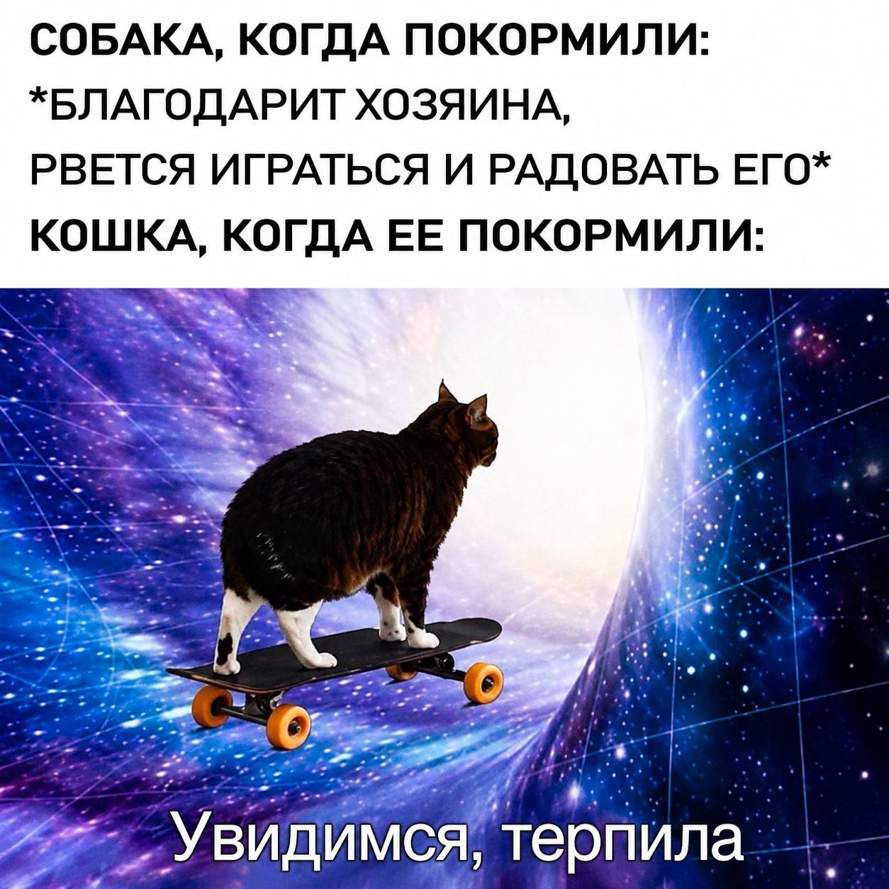 СОБАКА, КОГДА ПОКОРМИЛИ: *БЛАГОДАРИТ ХОЗЯИНА, РВЕТСЯ ИГРАТЬСЯ И РАДОВАТЬ ЕГО* КОШКА, КОГДА ЕЕ ПОКОРМИЛИ: 4 терпила