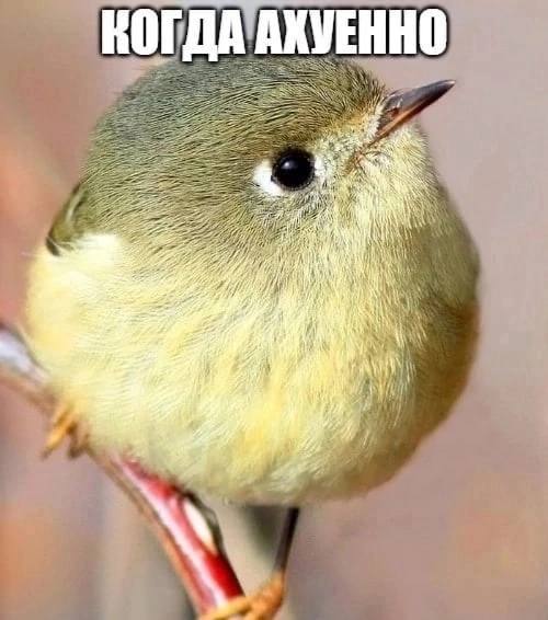 КОГДА АКУЕННО we Ale i) it Я