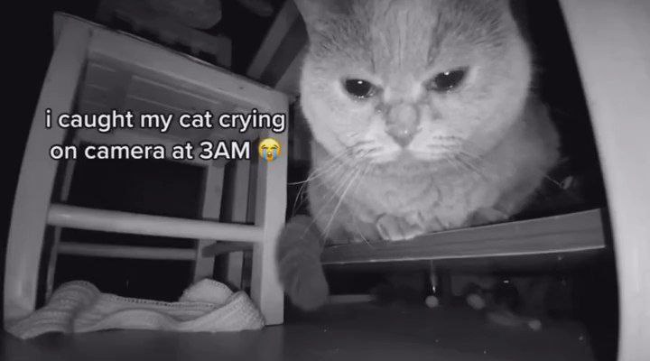 caught my cat crying camera at ЗАМ