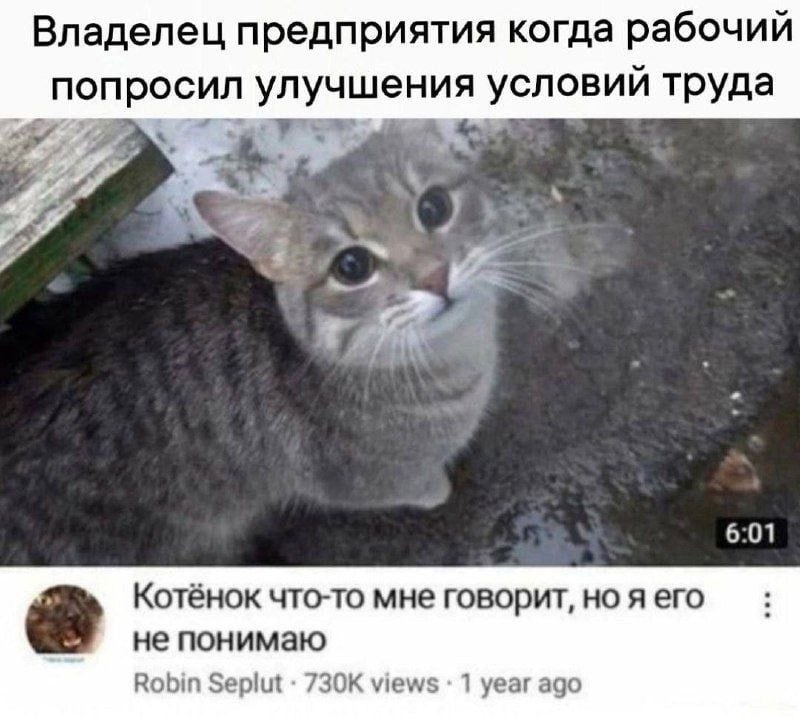 Владелец предприятия когда рабочий попросил улучшения условий труда Я 6:01 Котёнок что-то мне говорит, но яего не понимаю Robin Seplut views 1 year ago