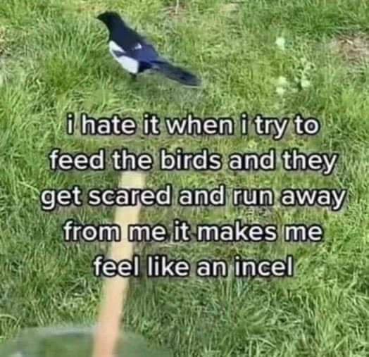 a a hate it when i try to feed the birds and they get scared and run away it makes me feel like an incel