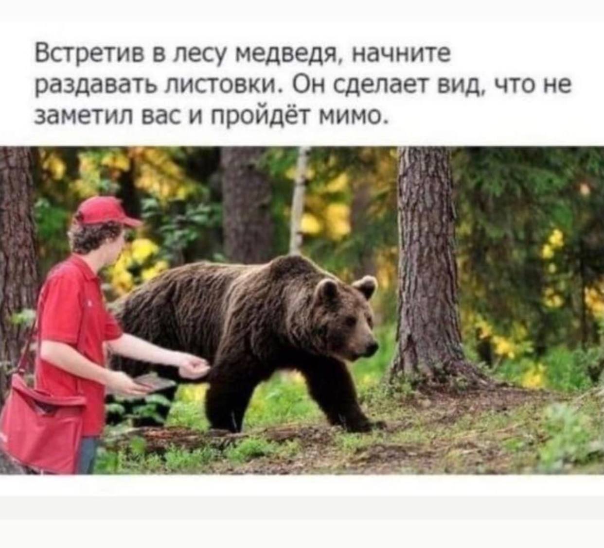 Встретив в лесу медведя, начните раздавать листовки. Он сделает вид, что не заметил вас и пройдёт мимо.