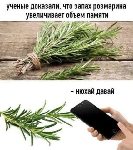 ученые доказали, что запах розмарина увеличивает объем памяти i нюхай давай у