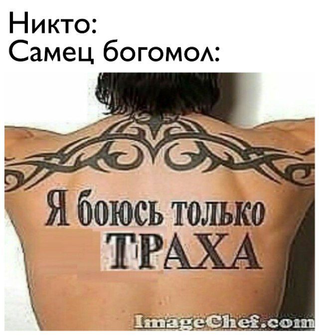 Никто: Самец богомол: Я боюсь толь 0