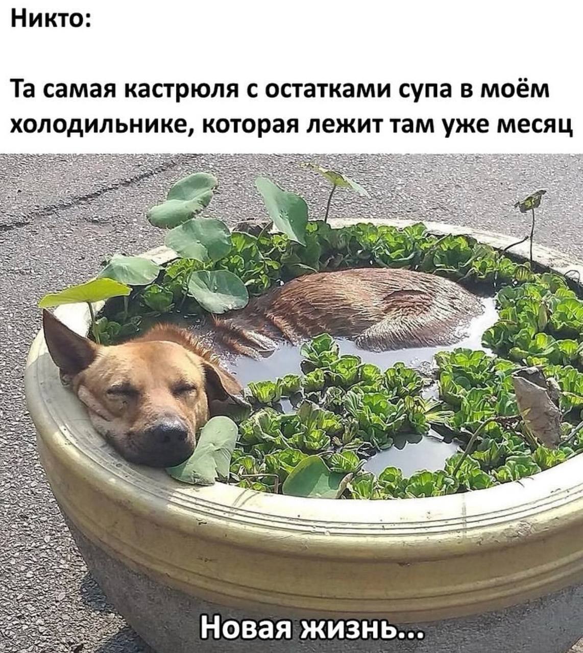 Никто: самая кастрюля с остатками супа в моем холодильнике, которая лежит там уже месяц 3 4 5) у 2} Новая жизнь...