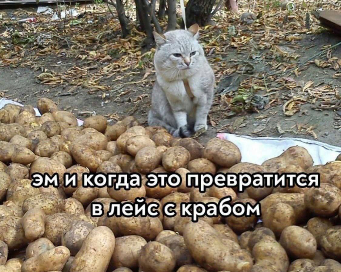 это превратится, с-крабом у.