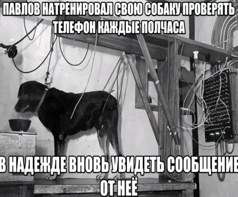 СВОЮ.СОБАКУ ПРОВЕРЯТЬ 3 УВИДЕТЬ СООБЩЕНИЕ