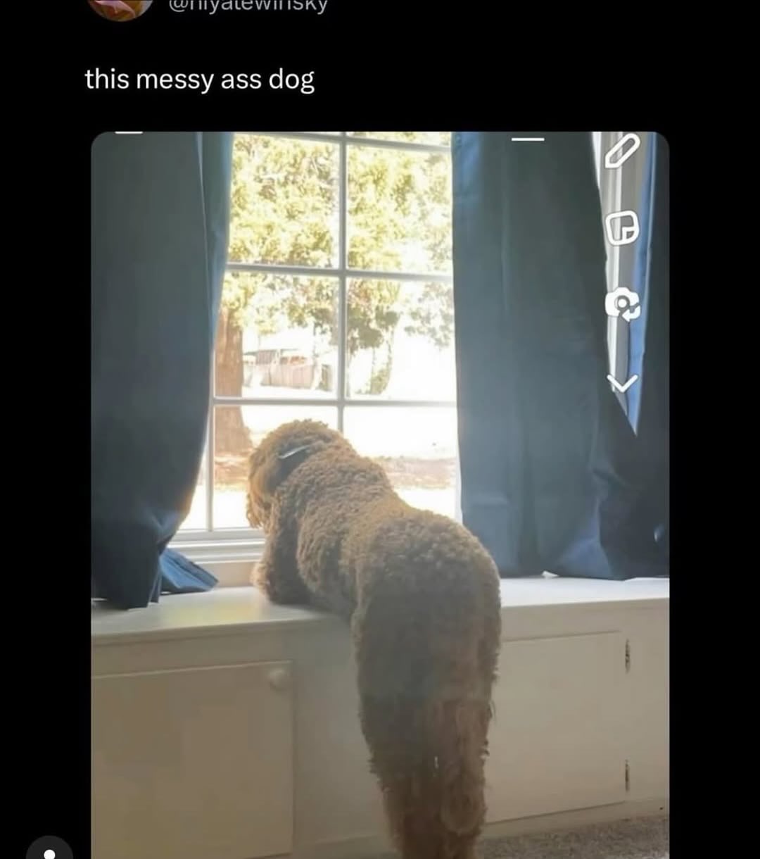 this messy ass dog