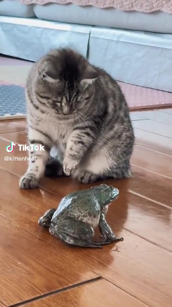 странный кот, ну да ладно