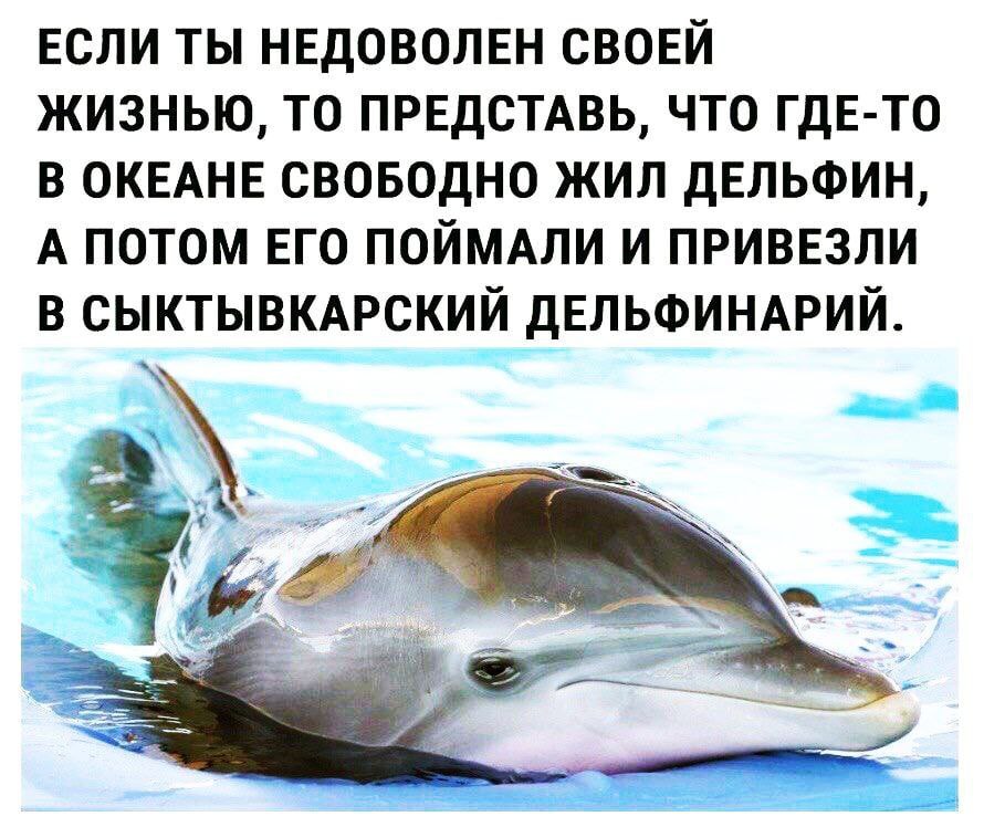 ЕСЛИ ТЫ НЕДОВОЛЕН СВОЕЙ ЖИЗНЬЮ, ТО ПРЕДСТАВЬ, ЧТО ГДЕ-ТО В ОКЕАНЕ СВОБОДНО ЖИЛ ДЕЛЬФИН, А ПОТОМ ЕГО ПОЙМАЛИ И ПРИВЕЗЛИ В СЫКТЫВКАРСКИЙ ДЕЛЬФИНАРИЙ.