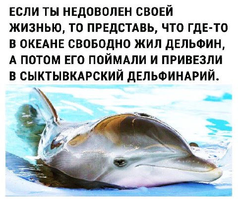 ЕСЛИ ТЫ НЕДОВОЛЕН СВОЕЙ ЖИЗНЬЮ, ТО ПРЕДСТАВЬ, ЧТО ГДЕ-ТО В ОКЕАНЕ СВОБОДНО ЖИЛ ДЕЛЬФИН, А ПОТОМ ЕГО ПОЙМАЛИ И ПРИВЕЗЛИ В СЫКТЫВКАРСКИЙ ДЕЛЬФИНАРИЙ.